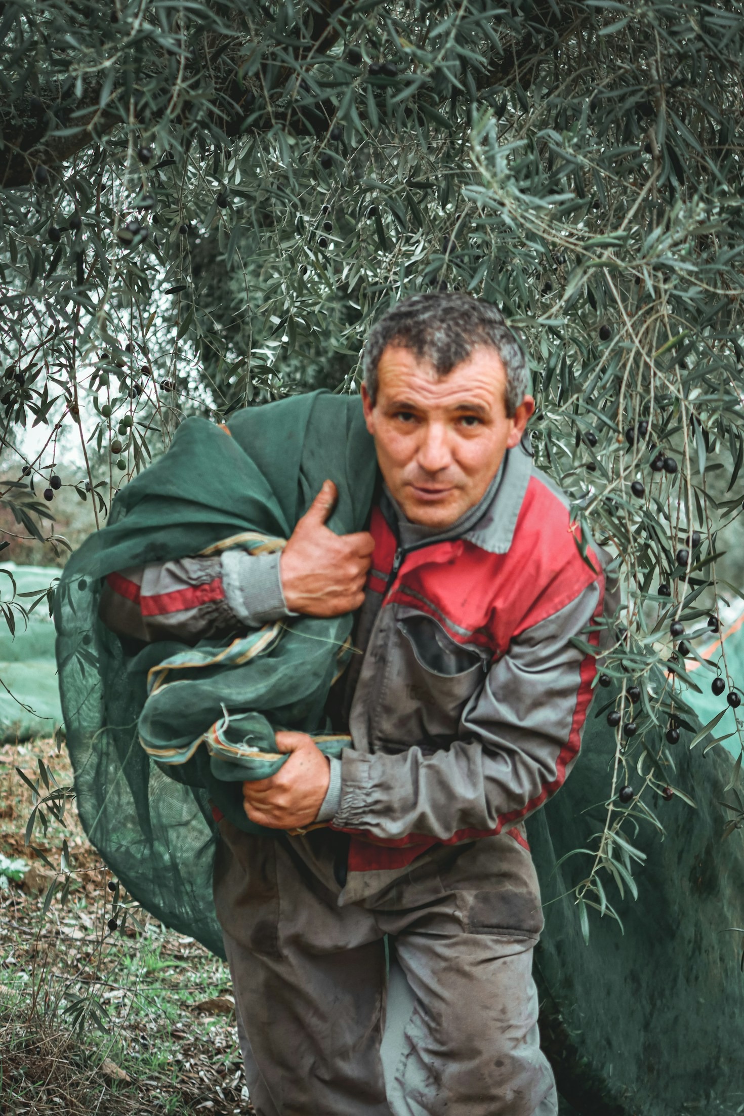 L’importanza della raccolta manuale delle olive